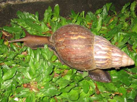 Image of Achatina fulica