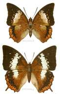 Imagem de Charaxes bernardus Fabricius 1793