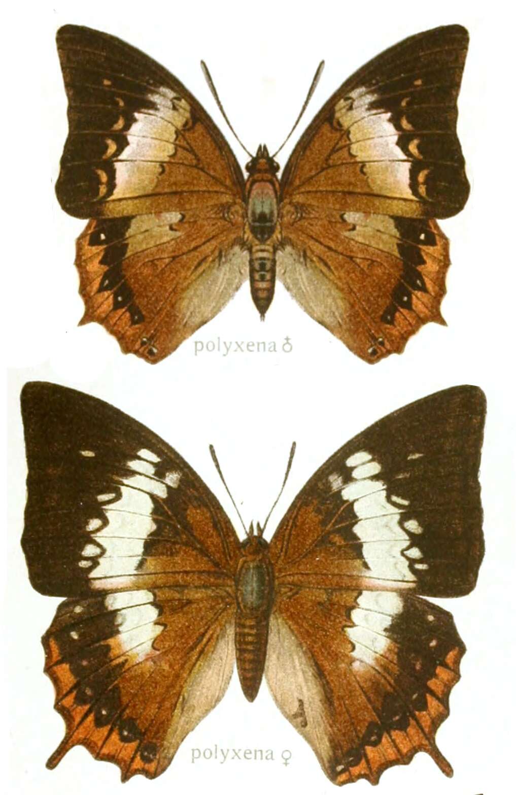 Image of Charaxes bernardus Fabricius 1793