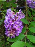 Image of American wisteria