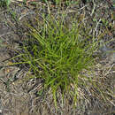 صورة Carex lanceolata Boott
