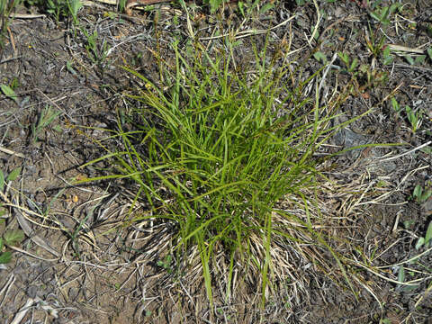 Image of Carex lanceolata Boott