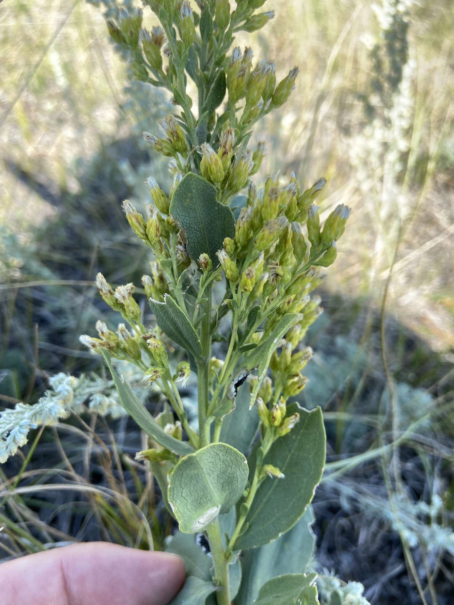 Image of velvety goldenrod