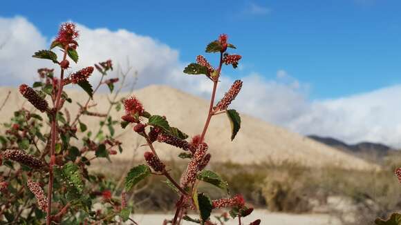 Image of California copperleaf