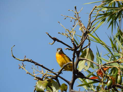 Image of Flame-rumped Tanager