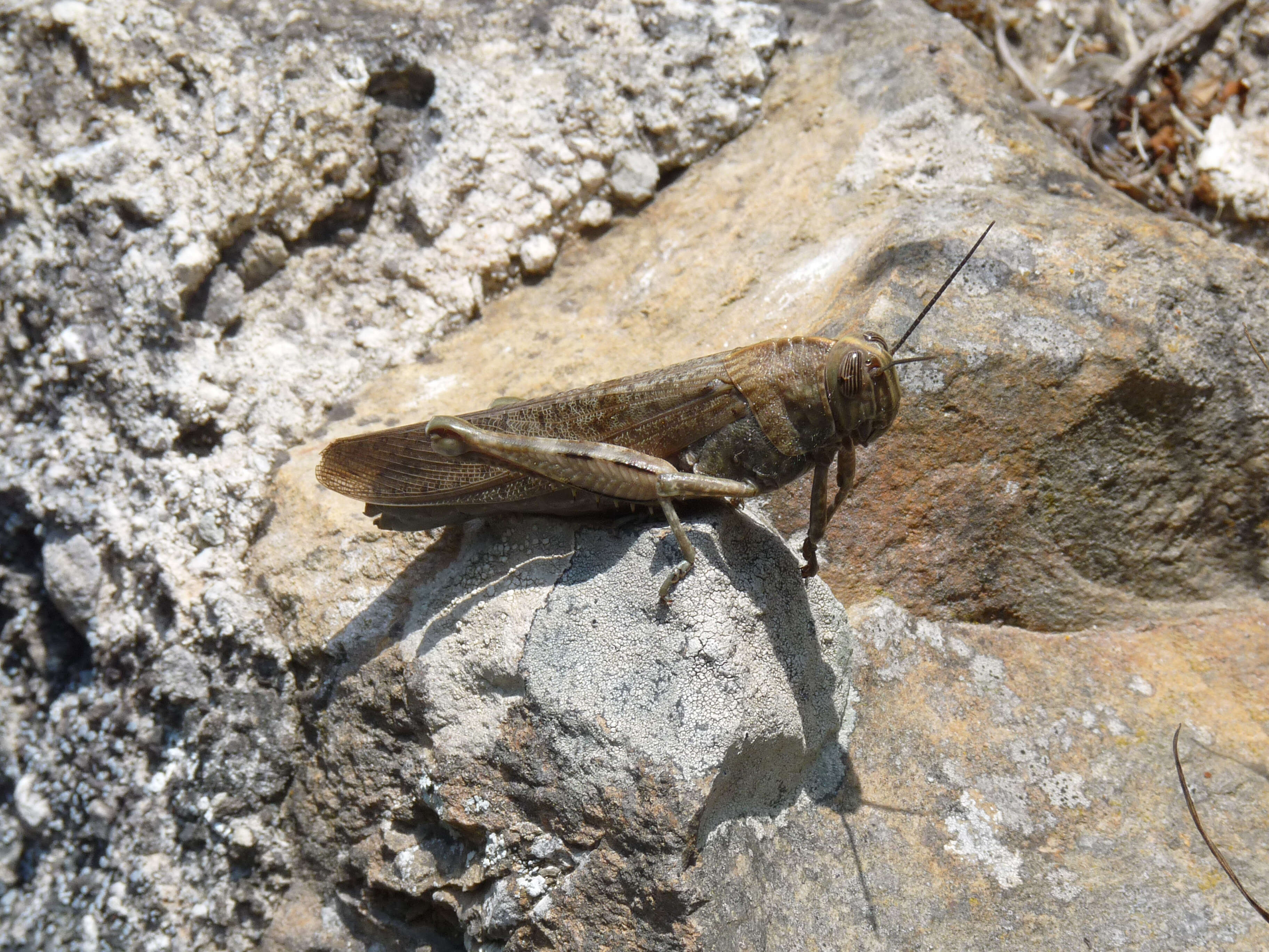 Image of egyptian grasshopper, tree locust