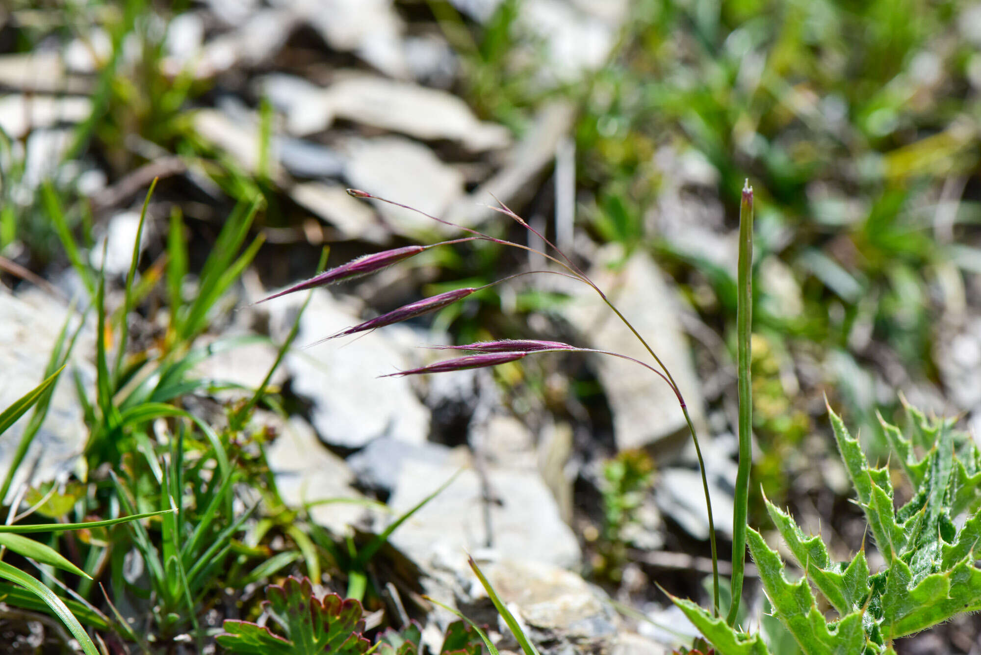 Image of Bromus formosanus Honda