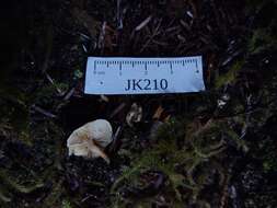 Image of Pholiota scamba (Fr.) M. M. Moser 1986