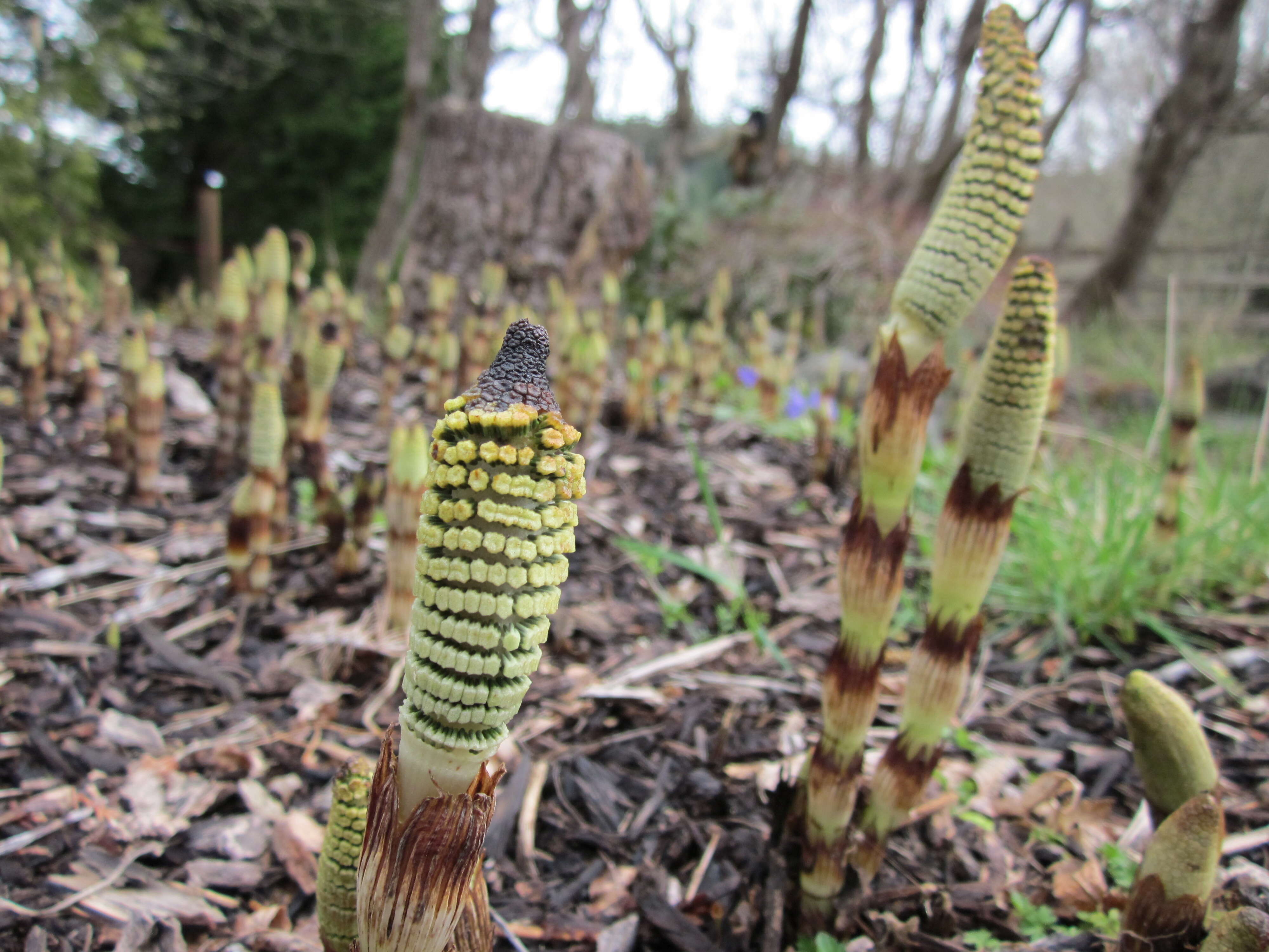 Image of Great Horsetail