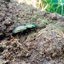 Image of Alexander beetle