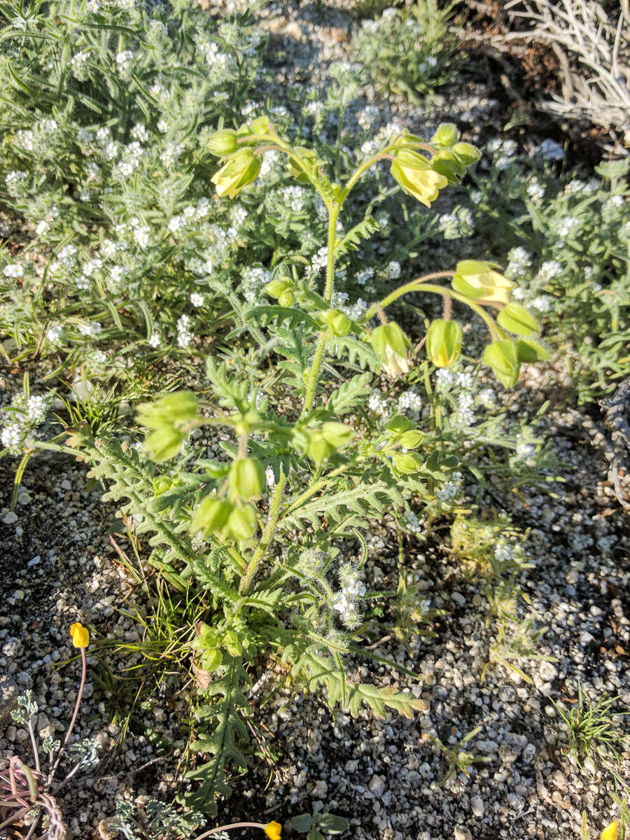 Image of whisperingbells