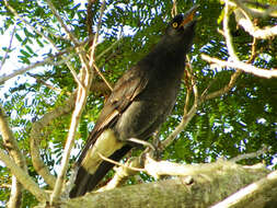 Image of Pied Currawong