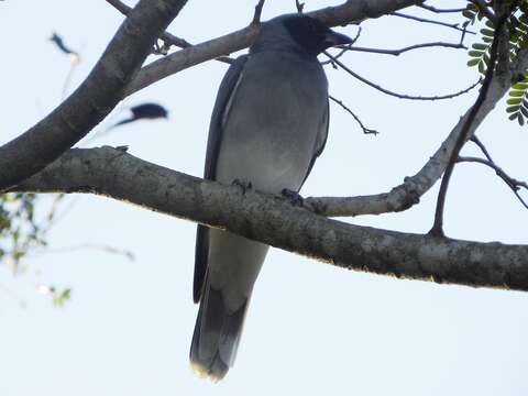 Image of Black-faced Cuckoo-shrike