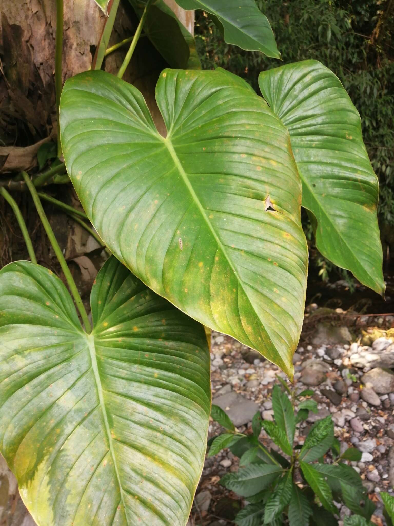 Image of Philodendron advena Schott