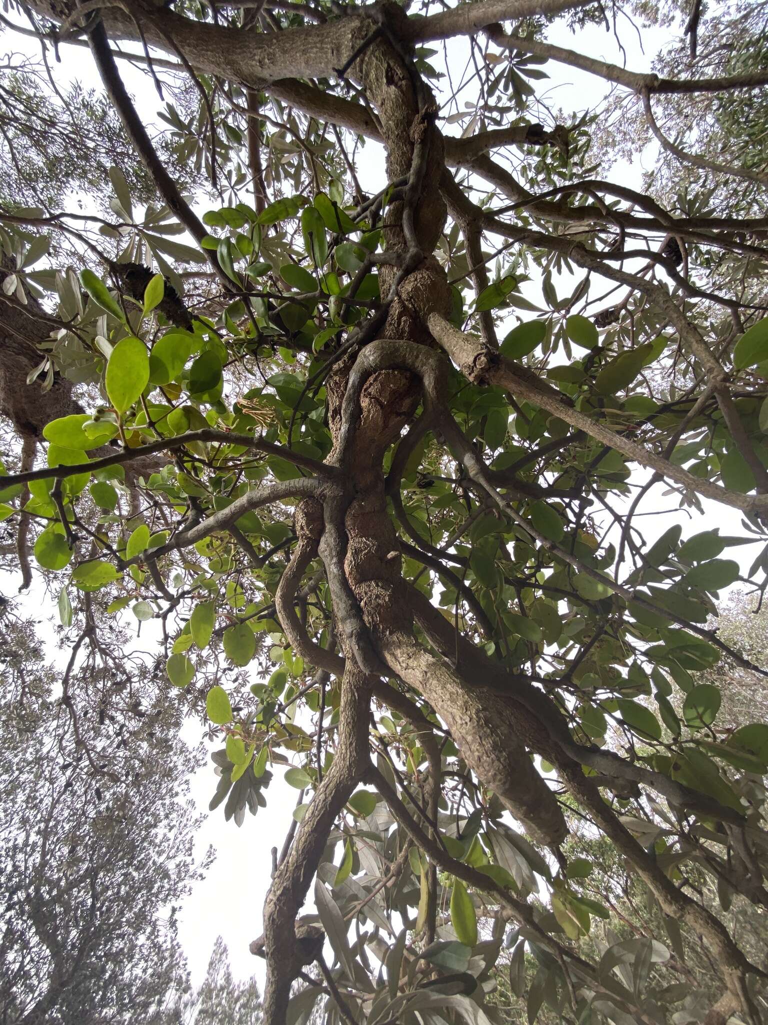 Image of Banksia mistletoe