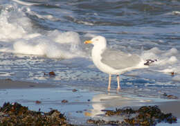 Image of European Herring Gull