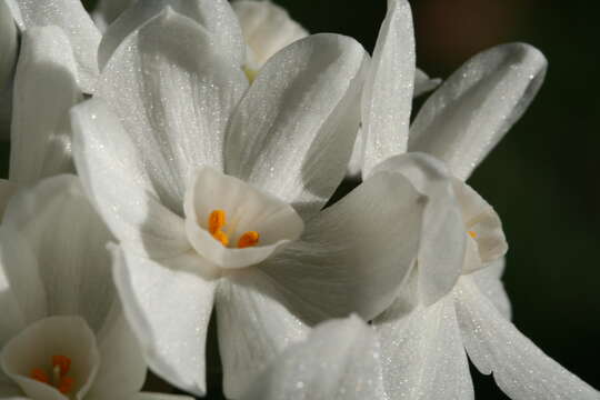 Image of paperwhite narcissus