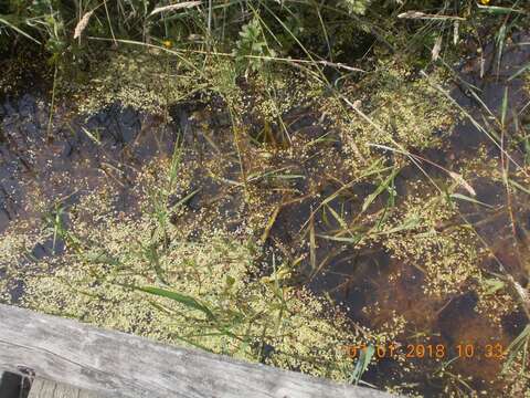 Image of Azolla rubra R. Br.