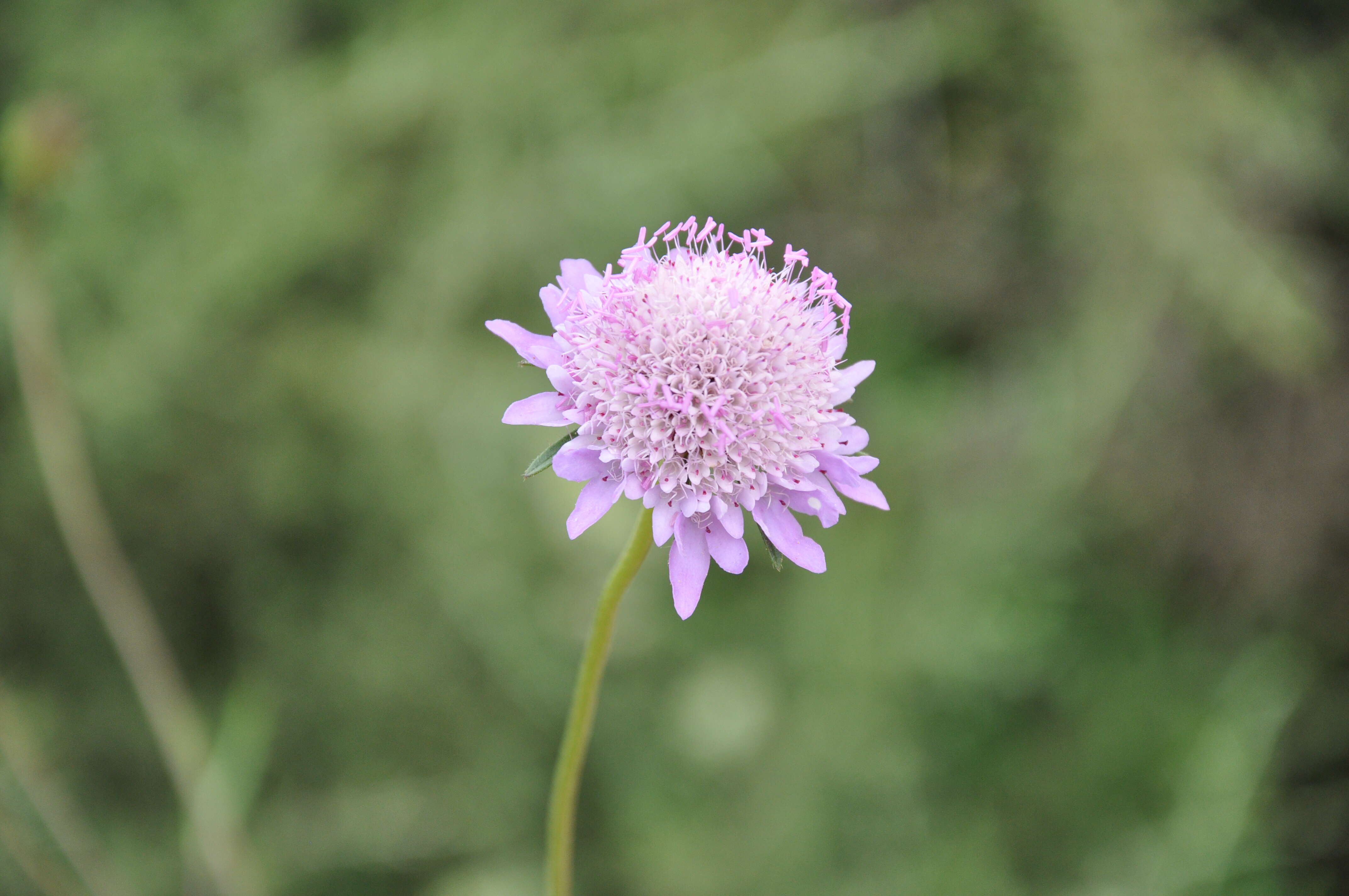 Image of Mediterranean sweet scabious