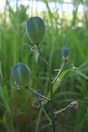 Image de pommes des prairies