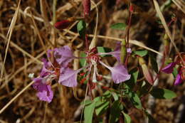 Image of elegant clarkia