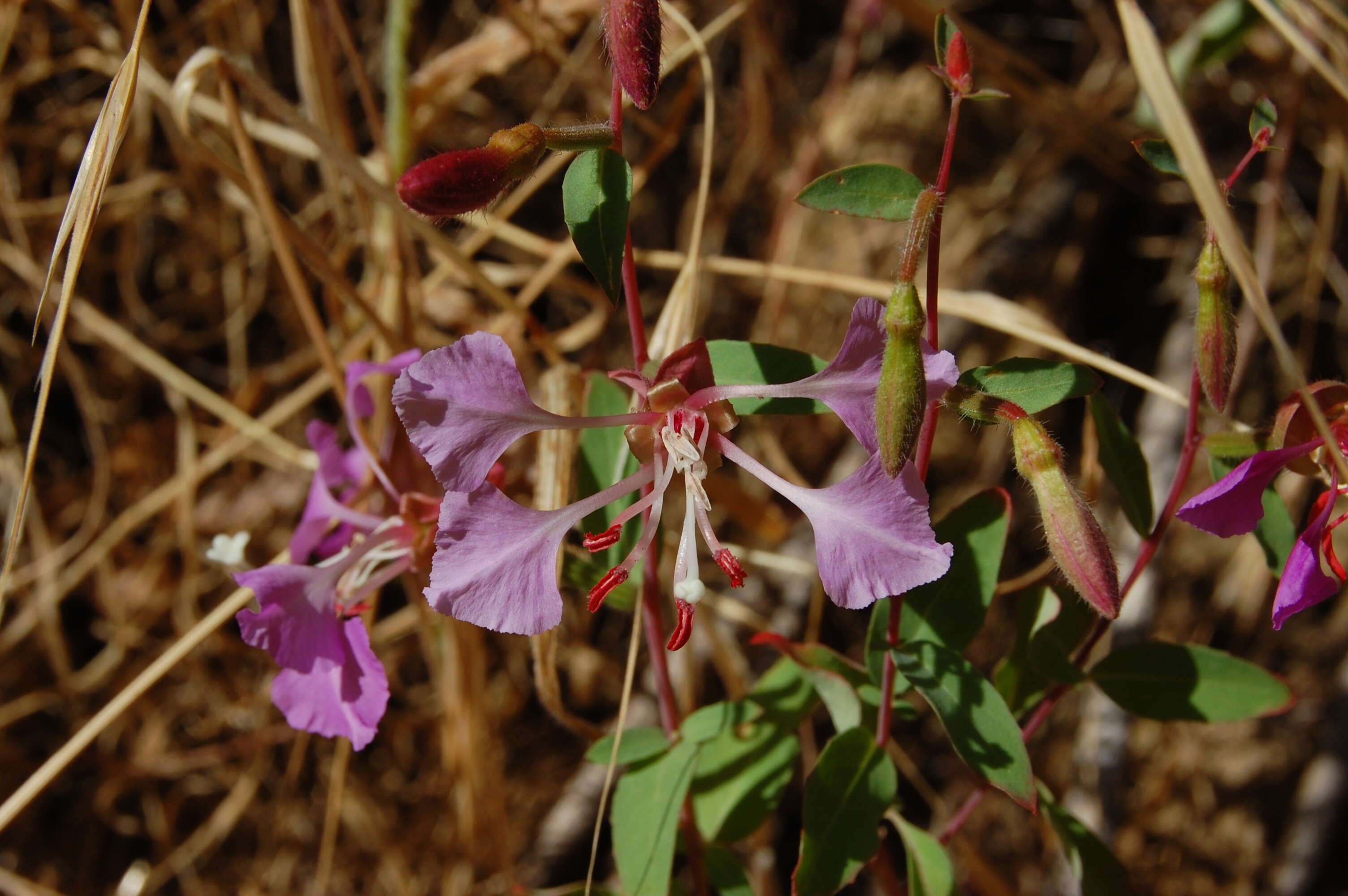 Image of elegant clarkia