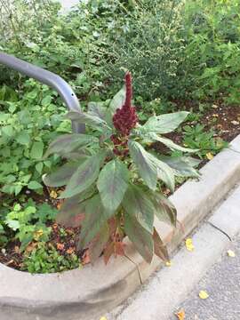 Imagem de Amaranthus cruentus L.