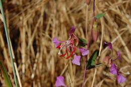 Image of elegant clarkia