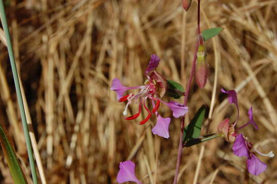 Image of elegant clarkia