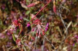 Image of elegant clarkia