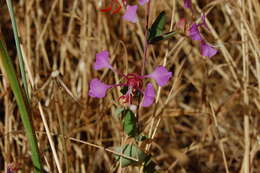 Image of elegant clarkia