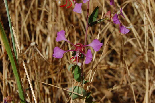 Image of elegant clarkia