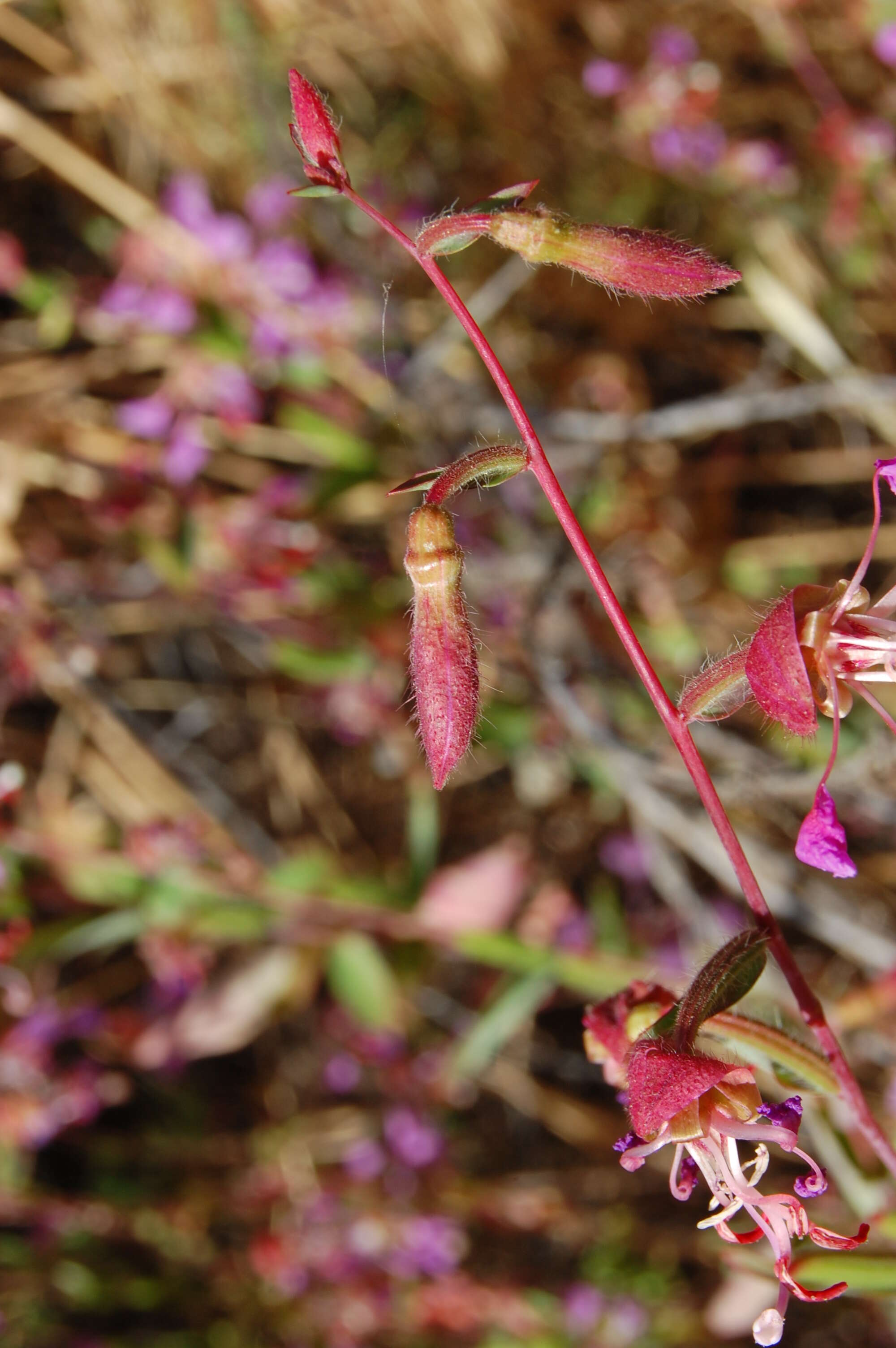 Image of elegant clarkia