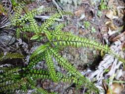 Image de Adiantum hispidulum Sw.