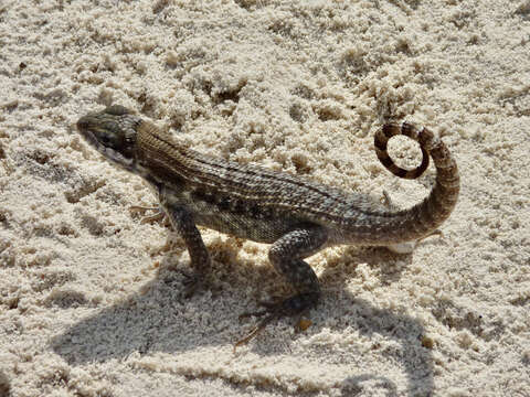 Image of Exuma Island Iguana