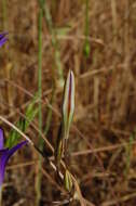 Image of harvest brodiaea