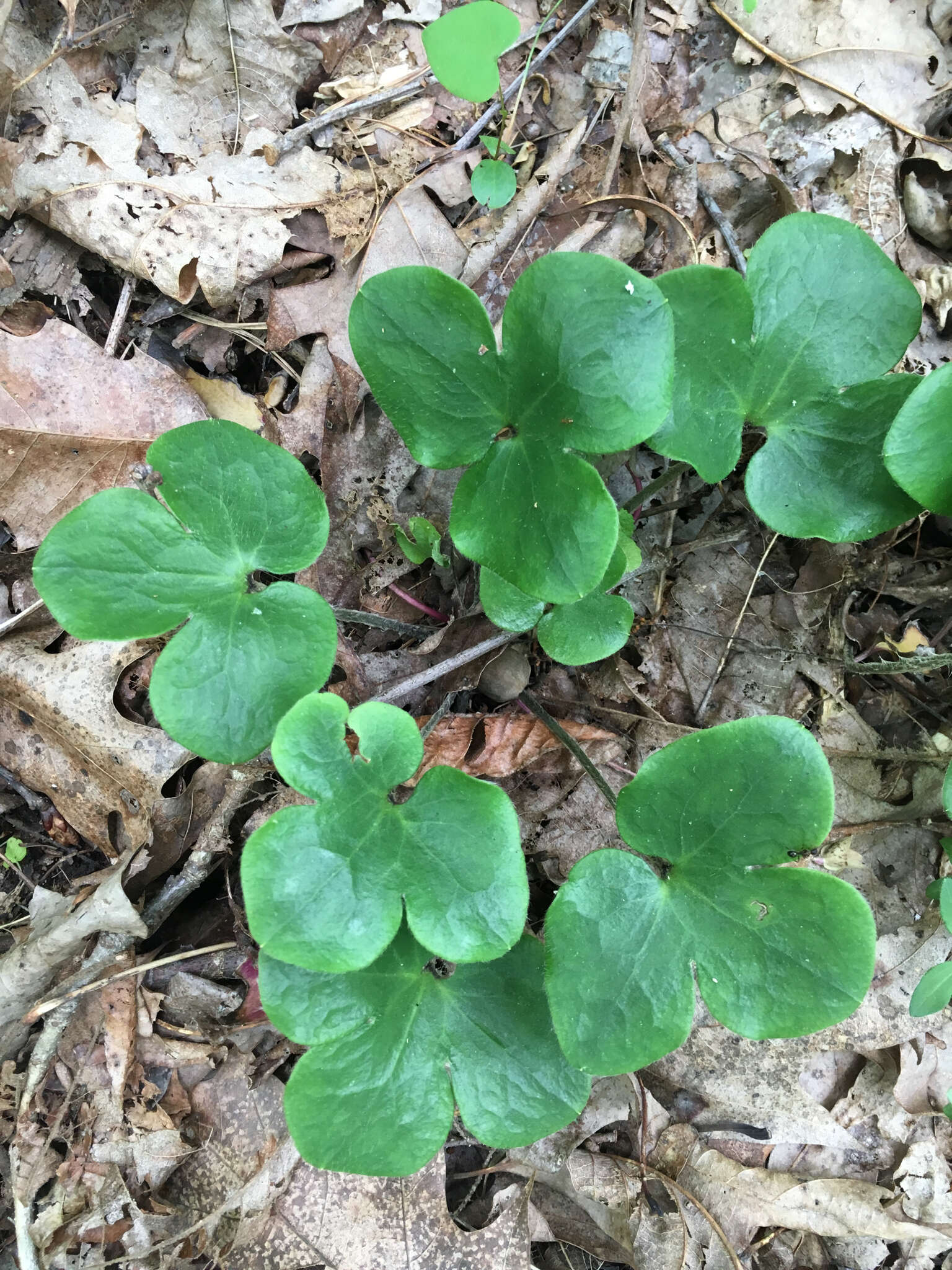 Image of roundlobe hepatica