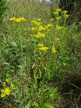 Image of Ohio Goldenrod