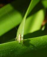 Image of Mediterranean Katydid