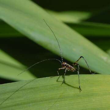 Image of Mediterranean Katydid