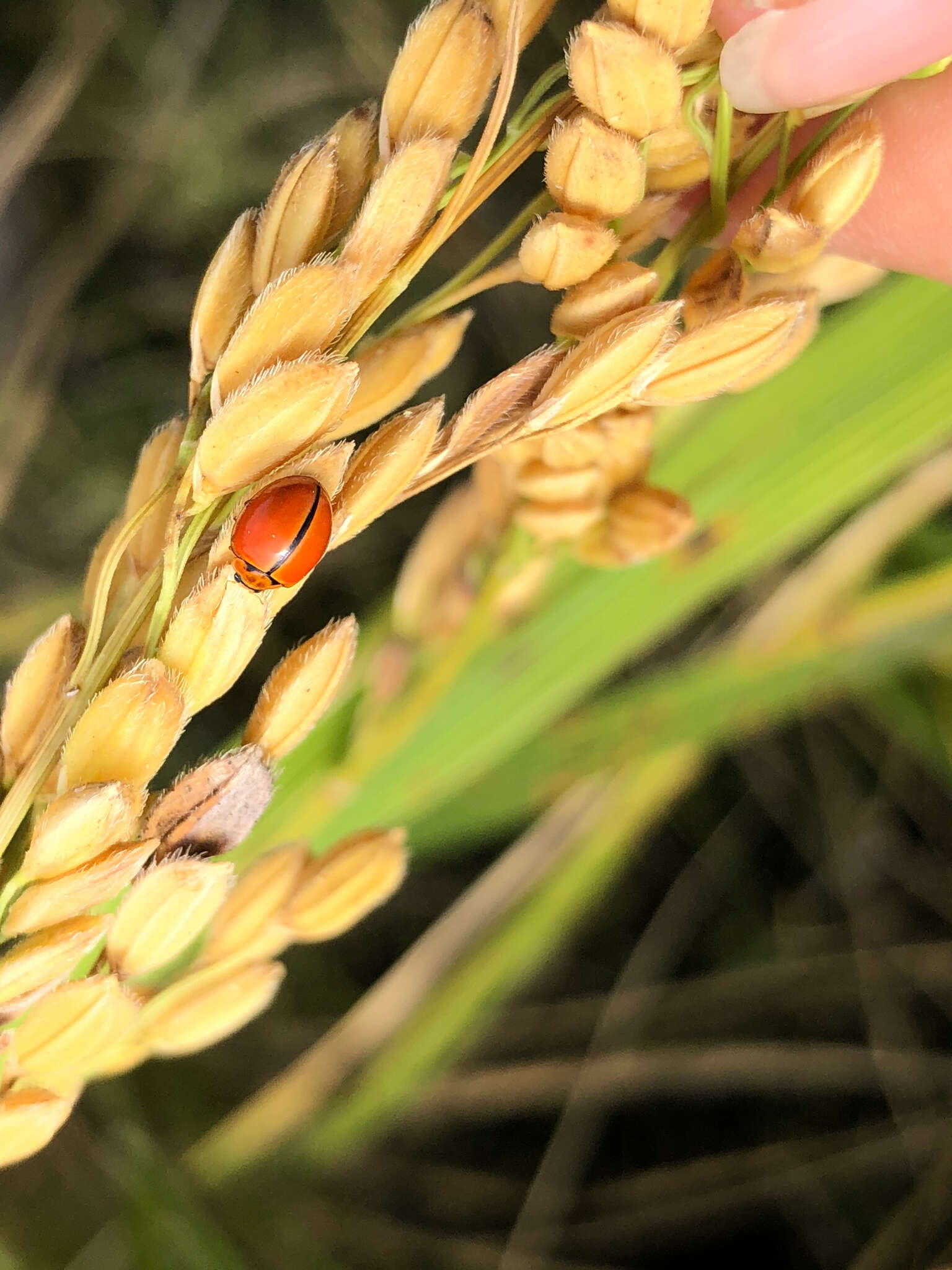 Image of Lady beetle