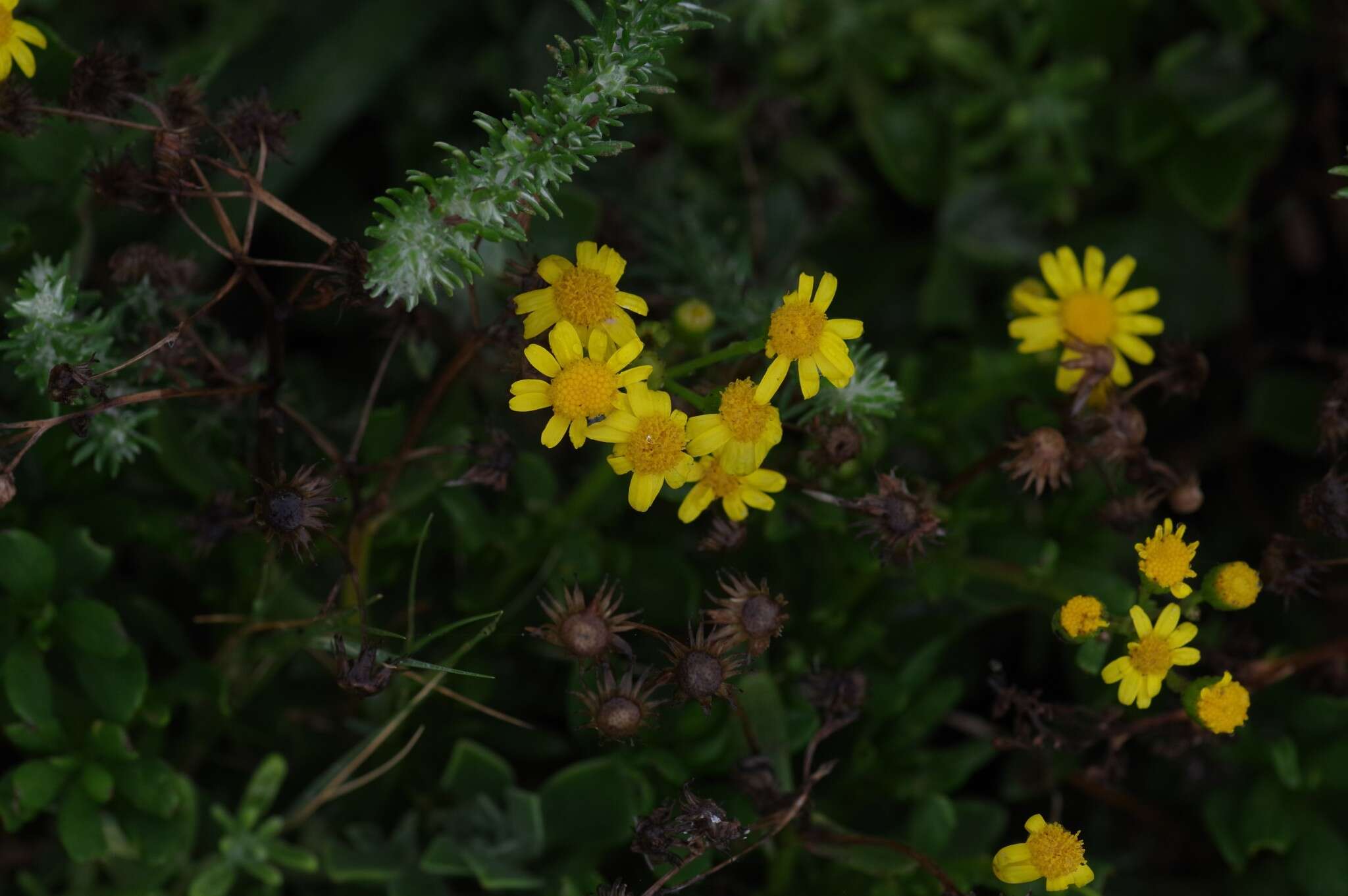 Imagem de Senecio litorosus Fourc.