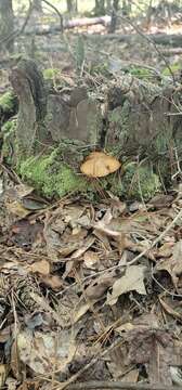 Image of Suillus salmonicolor (Frost) Halling 1983