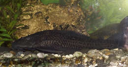 Image of Amazon sailfin catfish