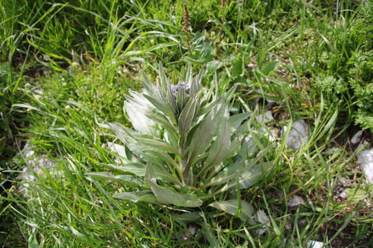 Image of Cynoglossum apenninum L.