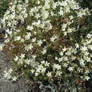 Image of Prickly Saxifrage