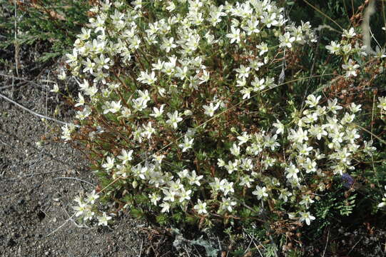 Image of Prickly Saxifrage