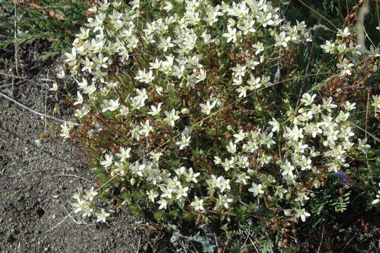 Imagem de Saxifraga tricuspidata Rottb.