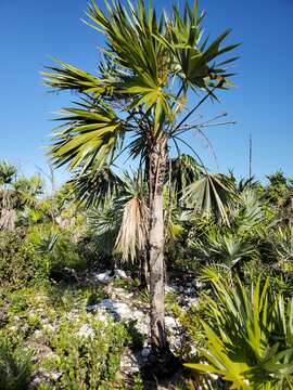 Image of white thatch palm