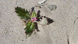 Image of broadleaf gilia